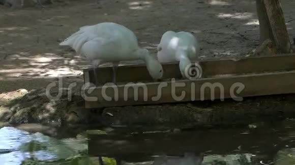 两只白鹅在动物园的池塘边吃喂食器上的谷物视频的预览图