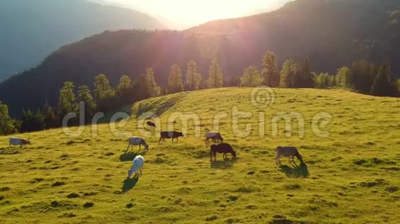 日落时在草地上鸟瞰夏季乡村的空中景色视频的预览图