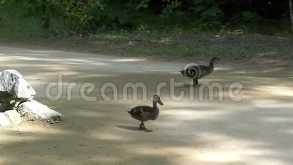 几只棕色的鸭子沿着一条乡间小路在一片树林里奔跑视频的预览图