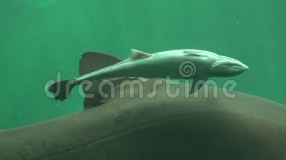 小鲨鱼海洋生物视频的预览图