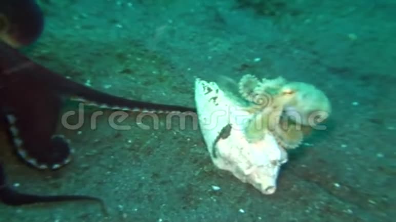 伦贝海峡夜间携带贝壳的椰子章鱼边缘两栖动物视频的预览图