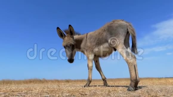 驴驹站在侧面闻着相机的声音视频的预览图
