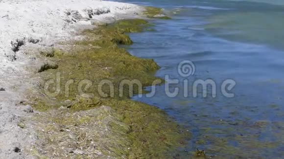 黑海沿岸夏天长满了绿草视频的预览图