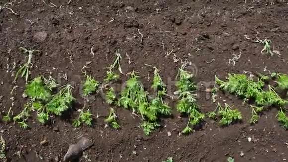 风吹走了马铃薯田种植的肥沃土壤颗粒视频的预览图