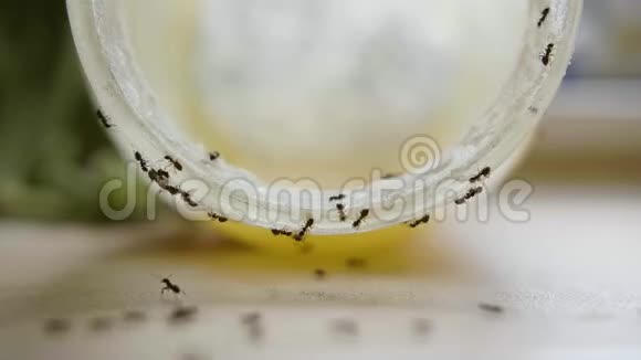 夏天蚂蚁吃厨房里罐子里的甜蜜视频的预览图