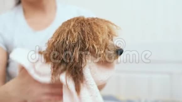 女人抱着狗用毛巾擦皮毛视频的预览图