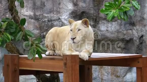 老虎躺在高河露天动物园的木桌上泰国视频的预览图