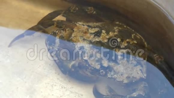 螃蟹坐在装有水的塑料碗里不动视频的预览图