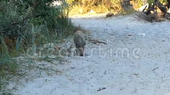 一只棕色的小猪在沙土上寻找食物视频的预览图