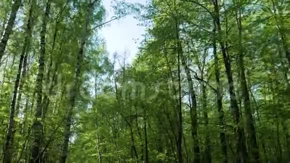在夏日森林里沿着小巷散步视频的预览图