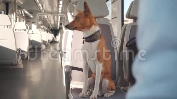 狗在火车上旅行视频的预览图