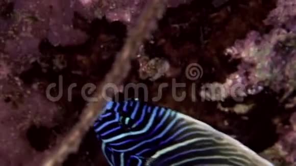 苏丹红海珊瑚中的帝王天使少年庞马苍术视频的预览图