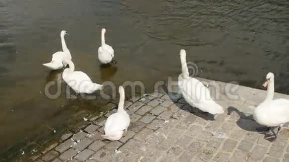 湖上美丽的白天鹅视频的预览图