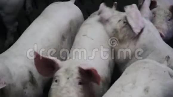 养猪场上的猪在躺着吃东西视频的预览图