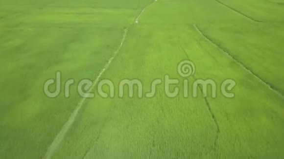 无人机飞越绿色稻田亚洲乡村种植园种植水稻的鸟瞰图农业和粮食视频的预览图