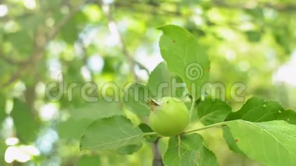 树枝上未成熟的青苹果在风中摇曳特写镜头视频的预览图