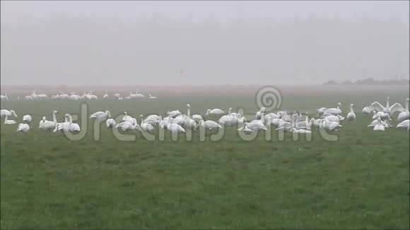 草地上成群的野生天鹅视频的预览图