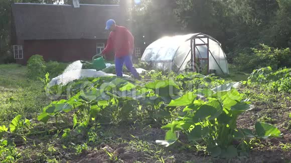 在自己的生态花园里给新鲜的南瓜和西葫芦浇水4K视频的预览图