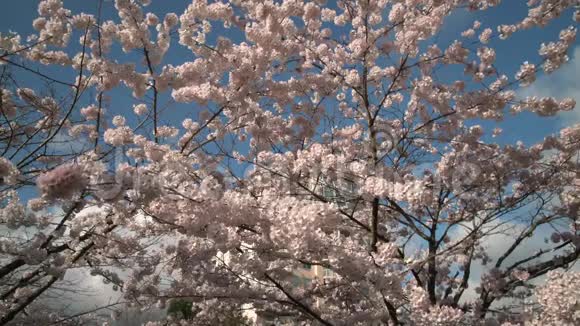 蓝天樱花开4KUHD视频的预览图
