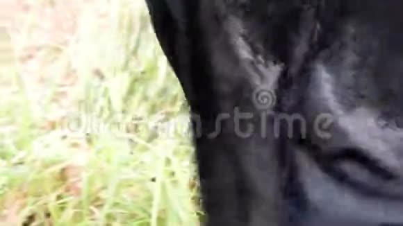 秋日维京女人穿着鹅肝贴身衣服视频的预览图