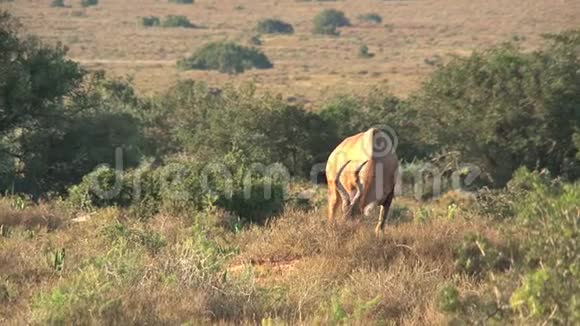 羚羊在草原上觅食视频的预览图