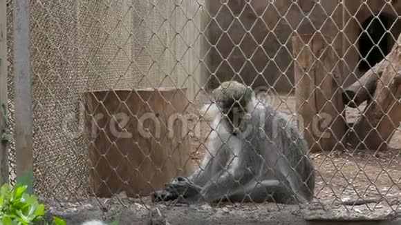 猴子坐在动物园的笼子里视频的预览图
