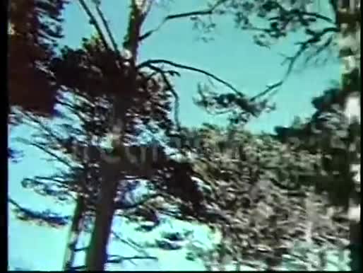 在树的顶端视频的预览图