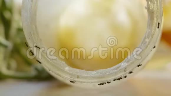 夏天蚂蚁吃厨房里罐子里的甜蜜视频的预览图