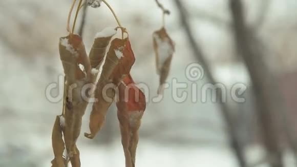 树在冬天叶子视频的预览图
