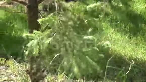 雪碧杉树视频的预览图