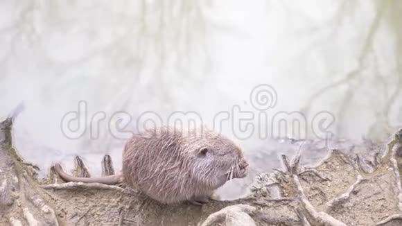 可爱的野生毛茸茸的河鼠营养在河岸吃面包4k特写慢镜头视频的预览图