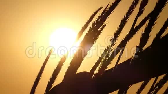 雄手在夕阳西下摇摆的小麦穗中移动视频的预览图