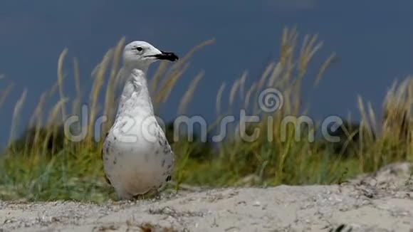 夏天一只好奇的海鸥站在沙洲海岸上视频的预览图