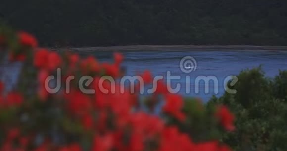 大岛大岛蓝洋附近马南崎海角的杜鹃花聚焦于视频的预览图