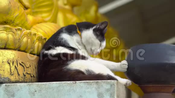 一只黑白猫躺在一座佛像旁边的佛寺里视频的预览图