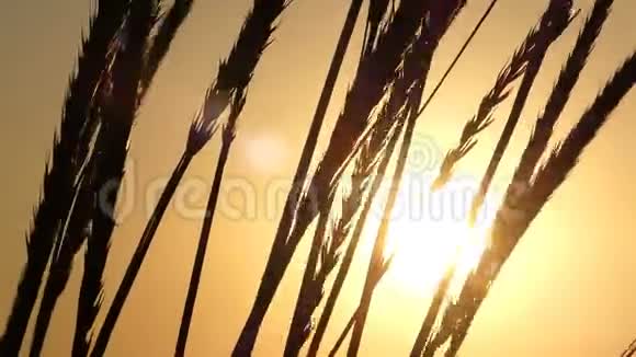 太阳的光芒穿过落日的麦穗视频的预览图