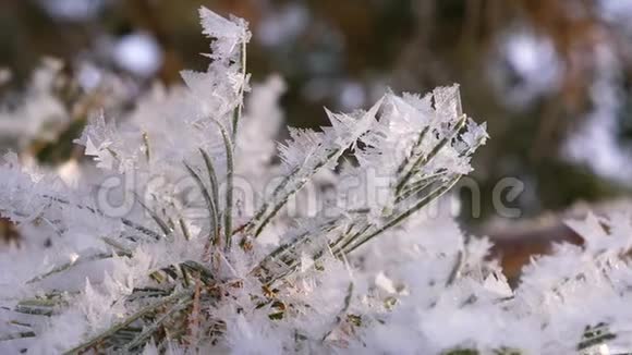 美丽的松枝覆盖着冬林中的霜特写视频的预览图