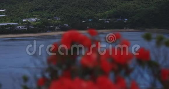 大岛大岛蓝洋附近马南崎海角的杜鹃花聚焦于视频的预览图