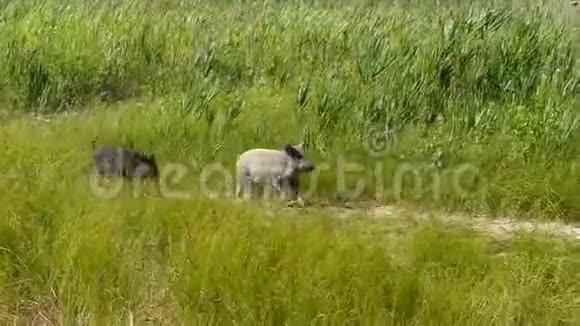 两只野猪沿着小路跑着把它们的妈妈视频的预览图