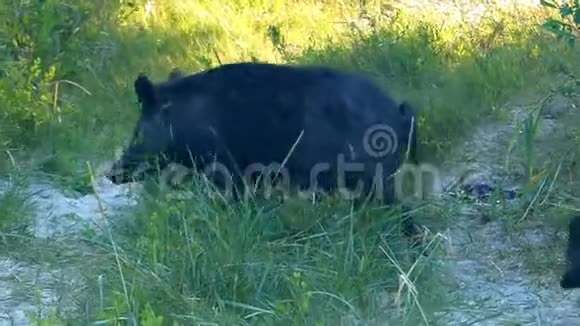 黑野猪带着一只小猪沿着沙巷走视频的预览图