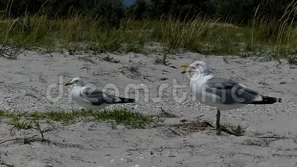 两只海鸥站在斯洛文尼亚的德扎里尔哈奇岛的沙质海岸上视频的预览图