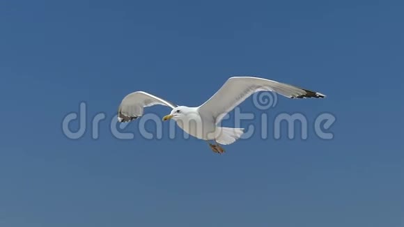 一只海鸥飞翔降落在位于斯洛文尼亚的德扎里尔哈奇沙质海岸视频的预览图