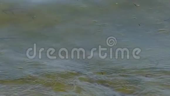 在黑海海岸一股带贝壳和鹅卵石的浪潮视频的预览图