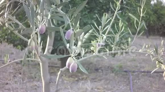 一只小宝宝用浅粉色的手摘橄榄树的果实视频的预览图