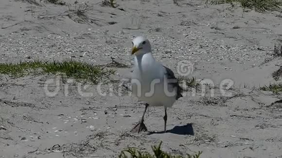 一只实用的海鸥走在海岸上在懒懒中找到食物视频的预览图