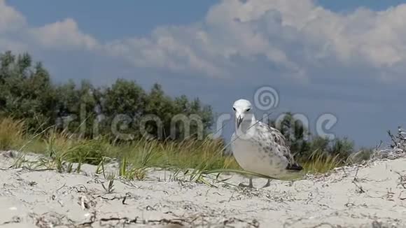 一只有趣的海鸥在夏天的沙洲海岸看到食物视频的预览图