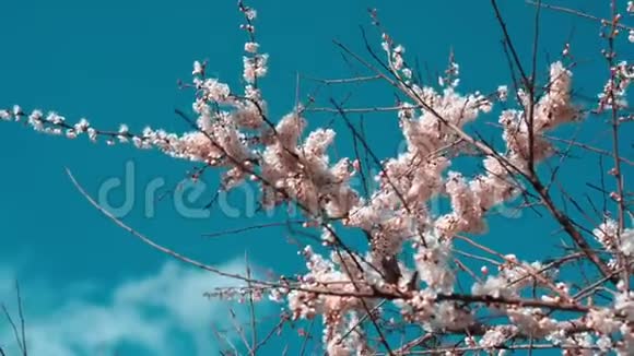 一朵盛开的苹果树的枝干随风摇摆视频的预览图