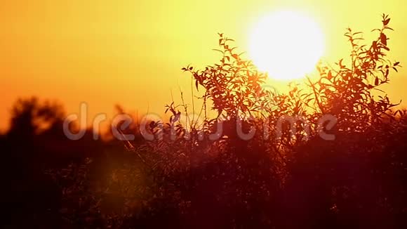 一个橙色的日落在黑海海岸绿色植物在斯洛文尼亚视频的预览图