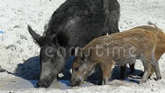 一只带着小猪的野猪在沙洲海岸吃一些食物视频的预览图
