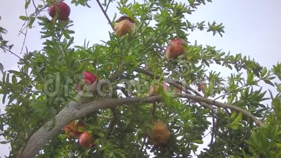 成熟的石榴树果实在秋天的花园里底景视频的预览图